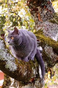 Close-up of cat sitting on tree