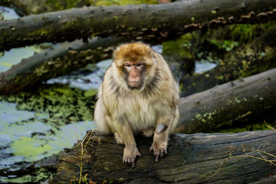 Close-up of monkey