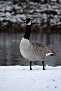 Bird on a snow