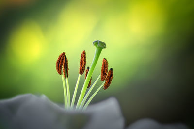 Close-up of flower bud