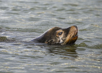 High angle view of seal swimming in lake