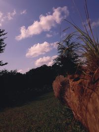 Grass growing on field against sky during sunset