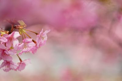 Close-up of pink flowers blooming outdoors