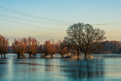 Bare trees by lake against clear sky