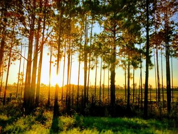 Trees in forest against sky