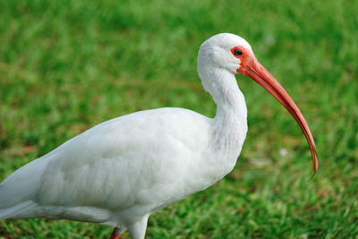 Close-up of american white ibis on grassy field