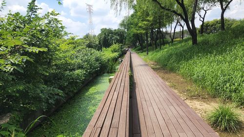 Empty road amidst trees