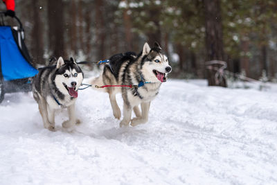 Dog running on snow covered landscape