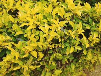 Full frame shot of yellow leaves