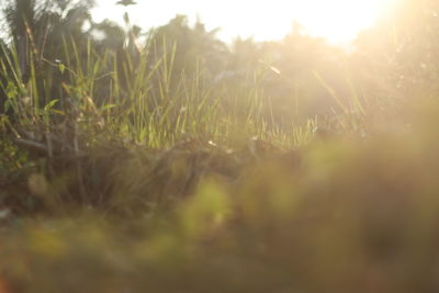 Close-up of grass on field