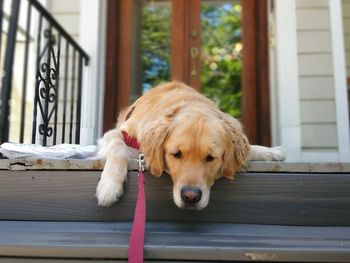 Golden retriever relaxing on window of house