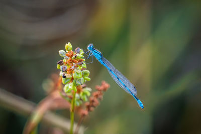 Close-up of insect on flower