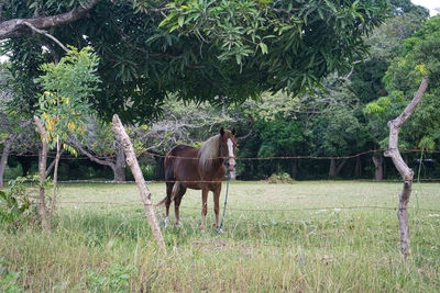 Horse standing in a garden