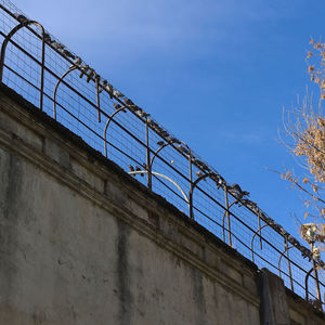 Pigeon birds on fence from old prison