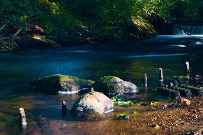 View of rocks in water at forest