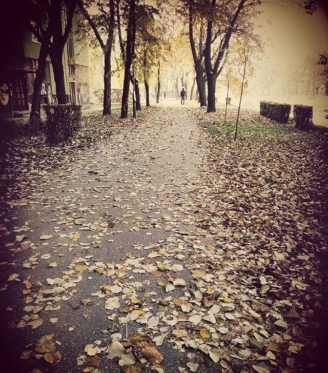 SURFACE LEVEL OF ROAD ALONG TREES