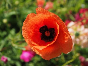 Close-up of orange poppy