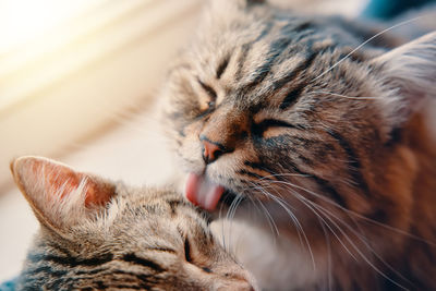 Close-up of tabby cat