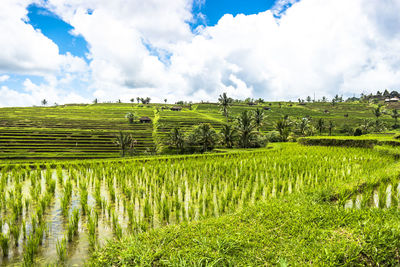 Scenic view of agricultural field against sky