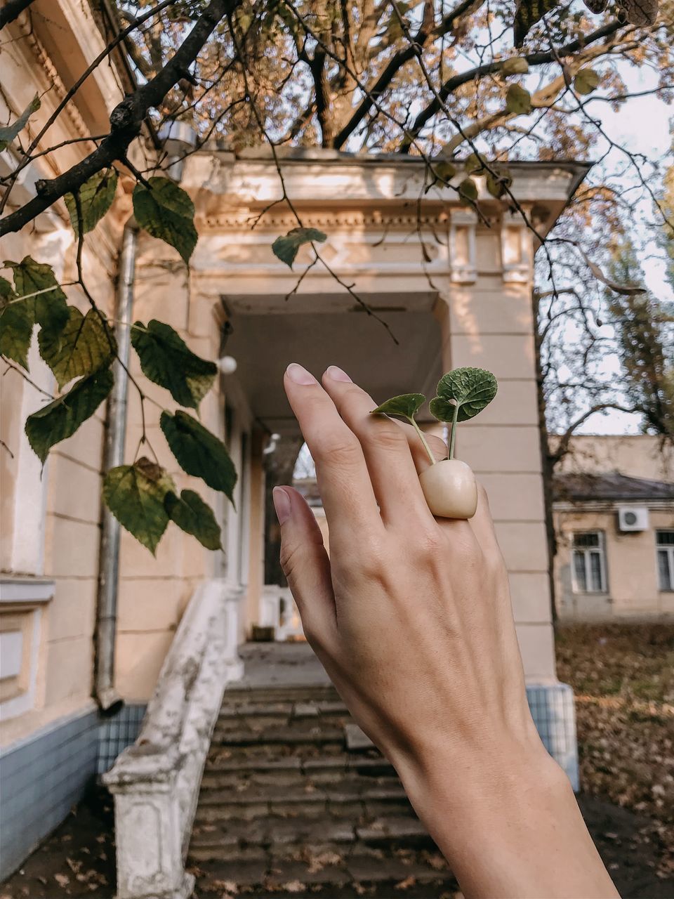 human hand, hand, one person, holding, plant, architecture, built structure, human body part, personal perspective, real people, tree, building exterior, lifestyles, nature, leaf, focus on foreground, unrecognizable person, plant part, building, body part, outdoors, finger, human limb