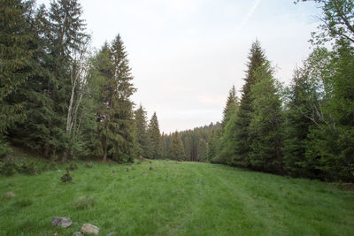 Trees on field against sky