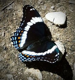 Close-up of butterfly on tree trunk