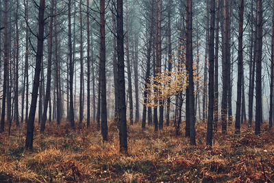 Forest flooded with heavy fog. nature landscape view of foggy forest in autumn season