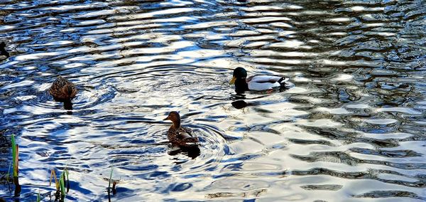 High angle view of ducks swimming in lake