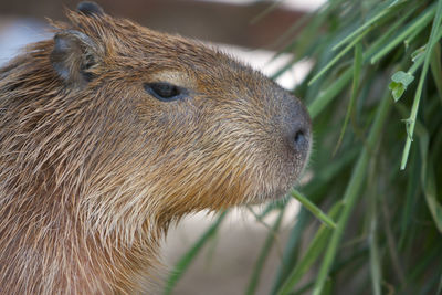 Close-up of an animal on field