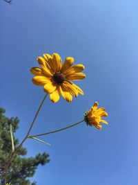 Low angle view of yellow cosmos blooming against clear blue sky