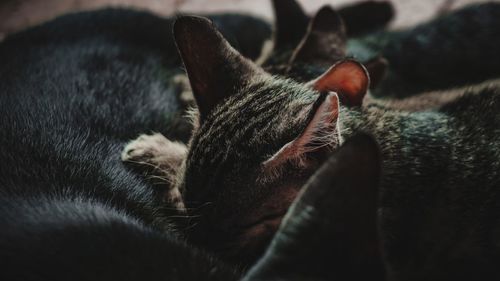 Close-up of dog sleeping