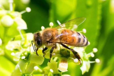 Close-up of bee on plant