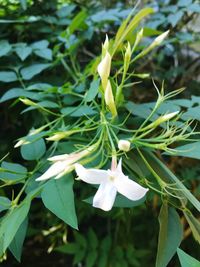 Close-up of white flowers