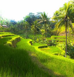 Scenic view of grassy field against sky