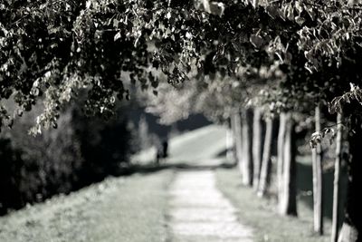 Narrow walkway along trees