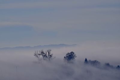 Scenic view of trees in fog against sky