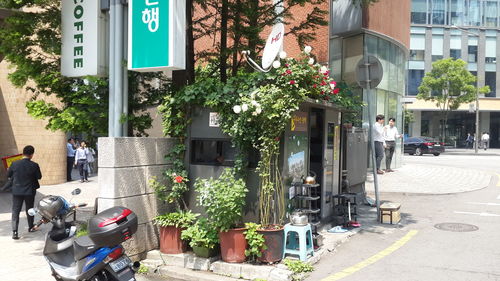 People walking on potted plants in city