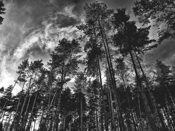 Low angle view of bamboo trees in forest