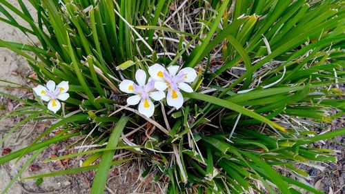 Close-up of white flowers