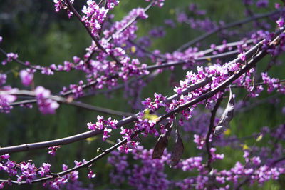 Close-up of pink cherry blossom on tree