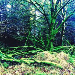 Full frame shot of tree in forest