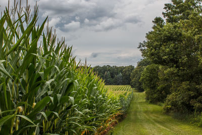 Scenic view of agricultural field against sky