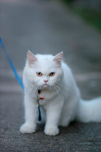 Portrait of white cat on footpath