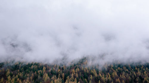 Scenic view of forest against sky