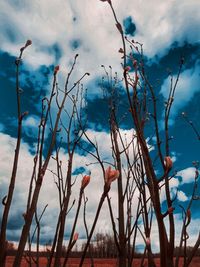 Bare trees against sky