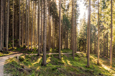 Pine trees in forest