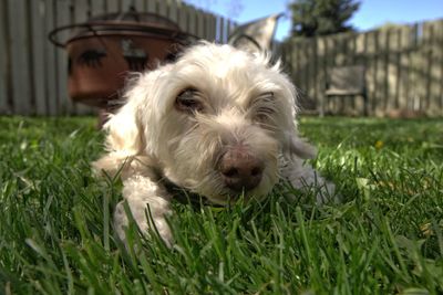 Close-up of a dog on field