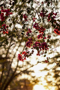 Close-up of tree