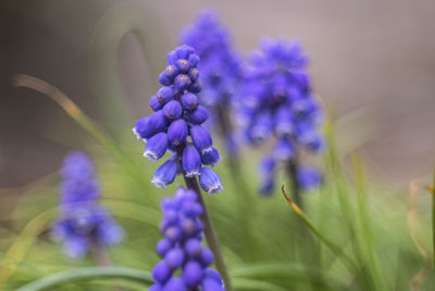 Close-up of purple flowering plants