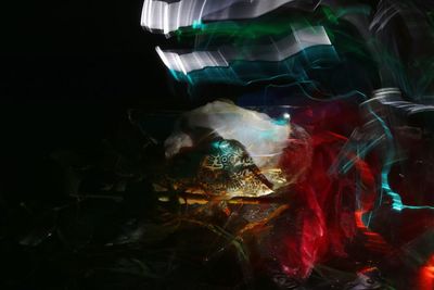 Close-up of fish swimming in sea